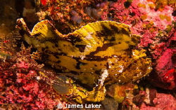 Leaf fish by James Laker 